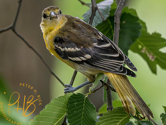 Indiana Birds and Wildlife 2023 7771-Enhanced-NR