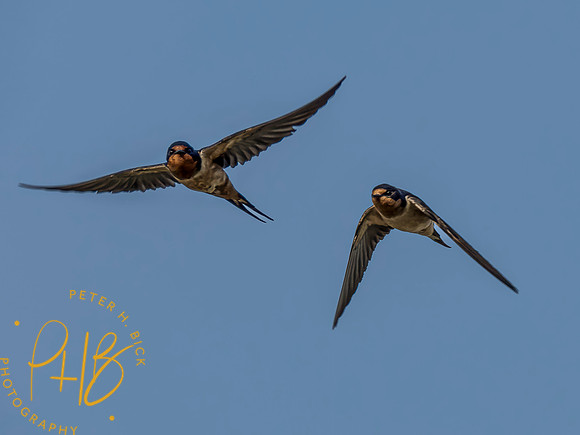 Indiana Birds and Wildlife 2023 7838-Edit