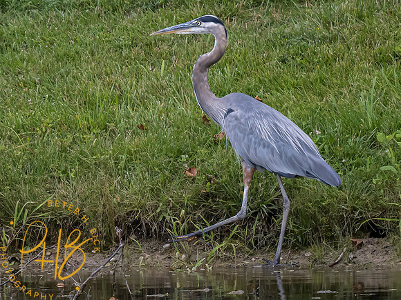 Indiana Birds and Wildlife 2023 7846-Edit