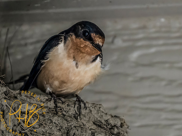 Indiana Birds and Wildlife 2023 7852-Edit