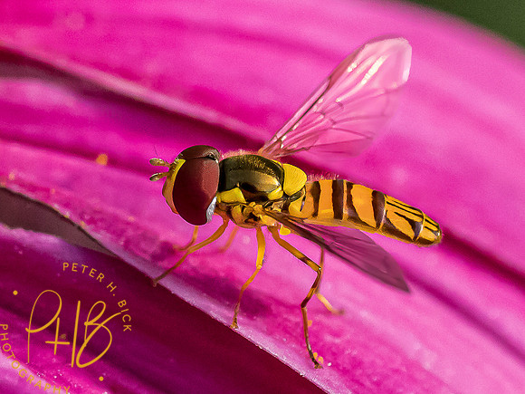 Indiana Birds and Wildlife 2023 7891-Edit