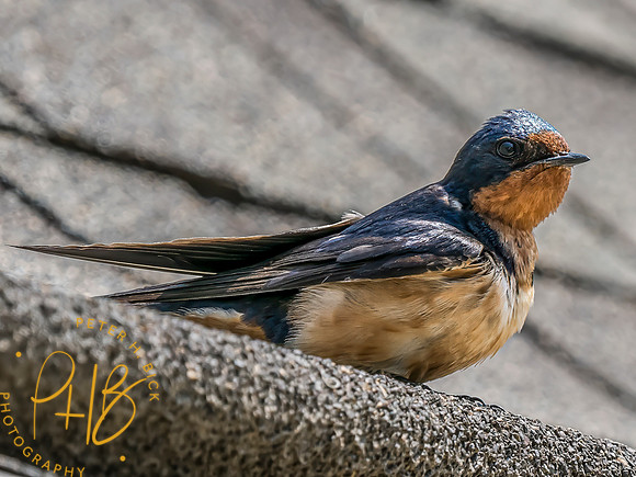 Indiana Birds and Wildlife 2023 7939-Edit