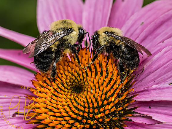 Indiana Birds and Wildlife 2023 7967-Edit