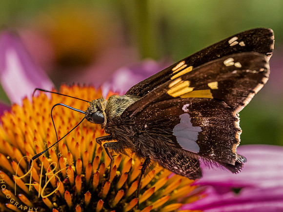 Indiana Birds and Wildlife 2023 8053-Edit