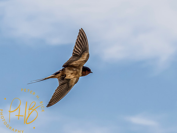 Indiana Birds and Wildlife 2023 8063-Edit