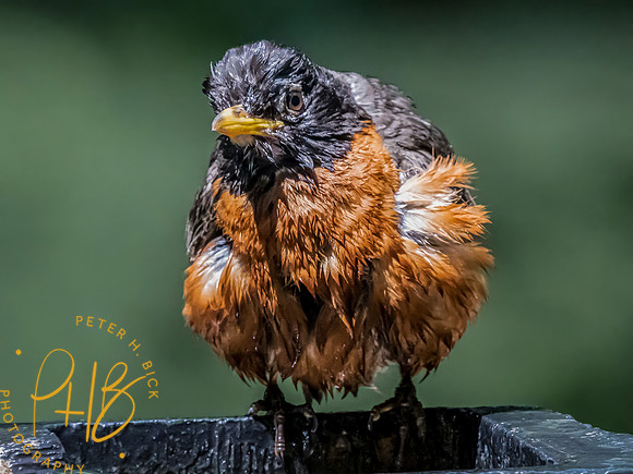 Indiana Birds and Wildlife 2023 8068-Edit