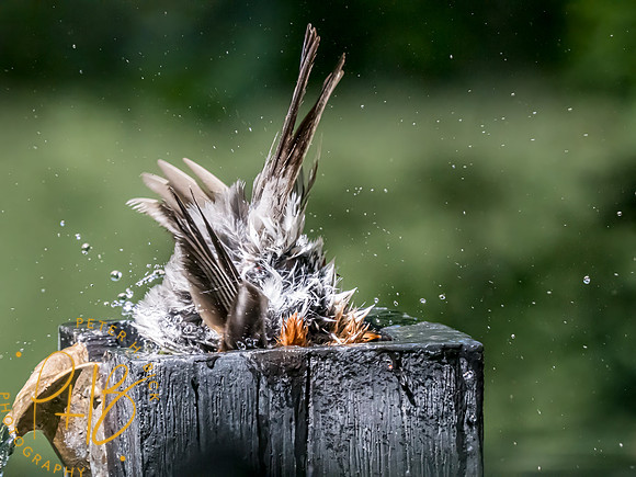 Indiana Birds and Wildlife 2023 8072-Edit