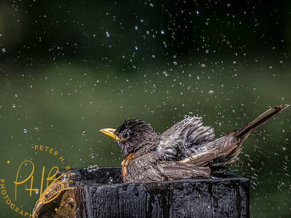 Indiana Birds and Wildlife 2023 8078-Edit