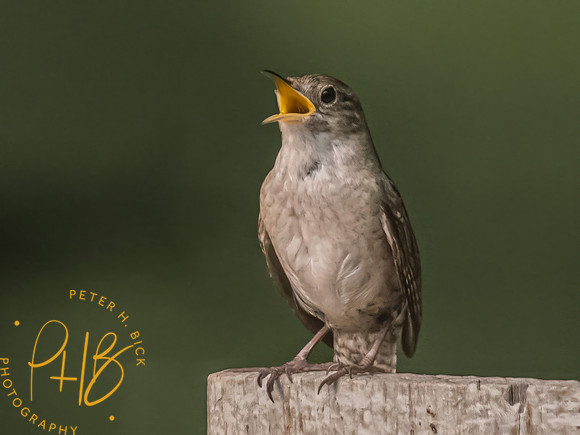 Indiana Birds and Wildlife 2023 8154-Edit