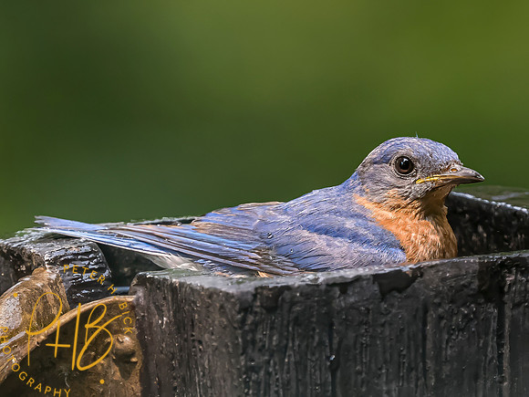 Indiana Birds and Wildlife 2023 8175-Edit