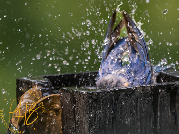 Indiana Birds and Wildlife 2023 8180-Edit