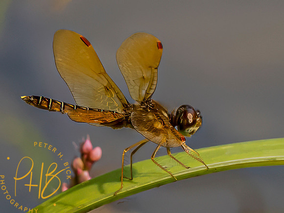 Indiana Birds and Wildlife 2023 8251-Edit