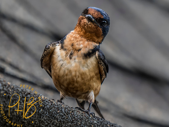 Indiana Birds and Wildlife 2023 8259-Edit