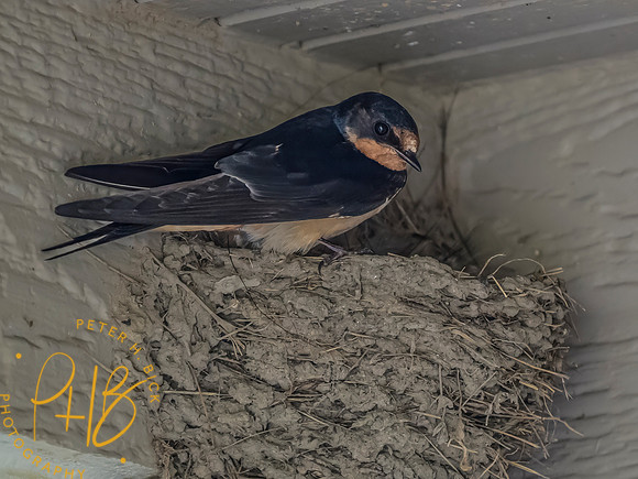 Indiana Birds and Wildlife 2023 8273-Edit
