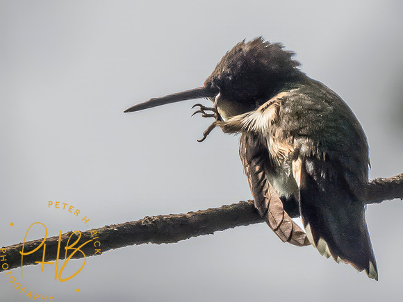 Indiana Birds and Wildlife 2023 8301-Edit