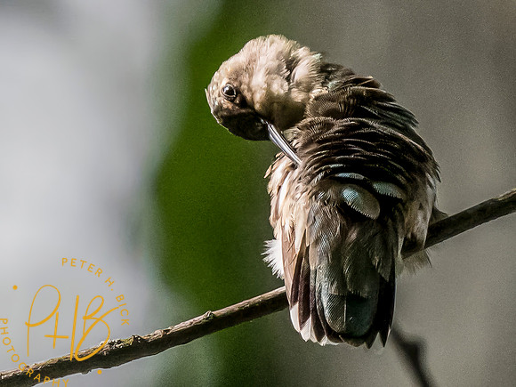 Indiana Birds and Wildlife 2023 8319-Edit