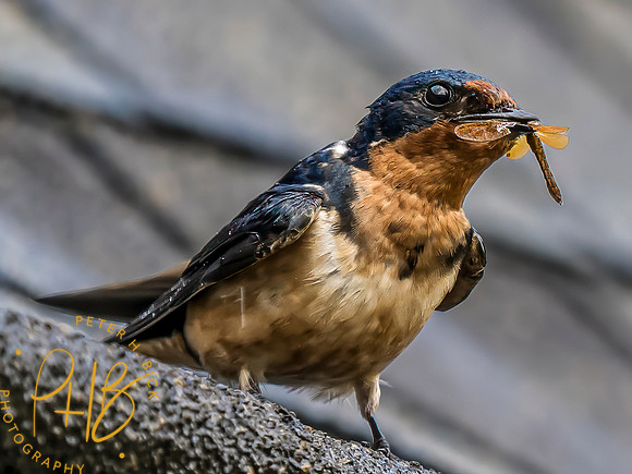 Indiana Birds and Wildlife 2023 8356-Edit