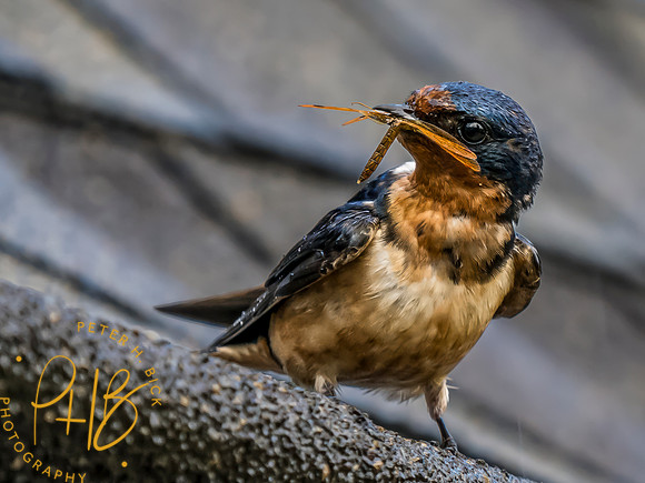 Indiana Birds and Wildlife 2023 8359-Edit