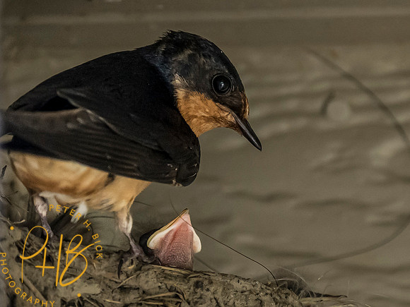 Indiana Birds and Wildlife 2023 8371-Edit