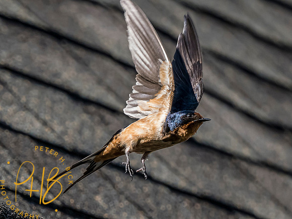 Indiana Birds and Wildlife 2023 8403-Edit