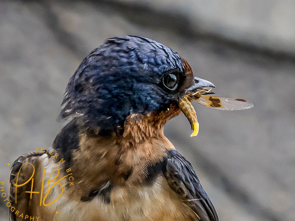 Indiana Birds and Wildlife 2023 8468-Edit
