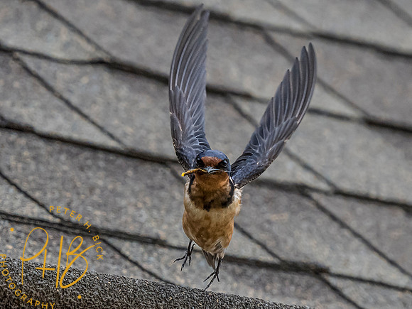 Indiana Birds and Wildlife 2023 8481-Edit