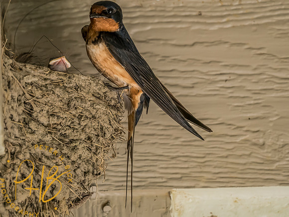Indiana Birds and Wildlife 2023 8502-Edit