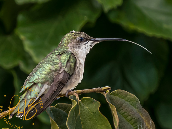 Indiana Birds and Wildlife 2023 8566-Edit