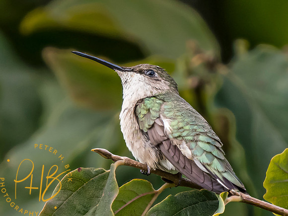 Indiana Birds and Wildlife 2023 8574-Edit