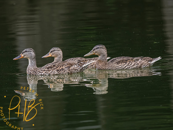 Indiana Birds and Wildlife 2023 8589-Edit