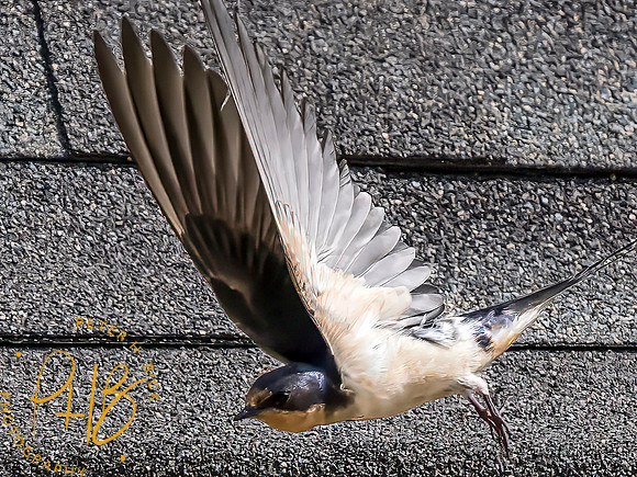 Indiana Birds and Wildlife 2023 8601-Edit