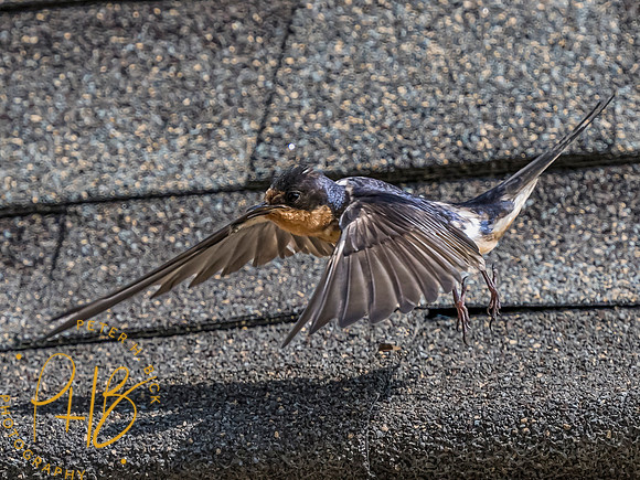 Indiana Birds and Wildlife 2023 8608-Edit
