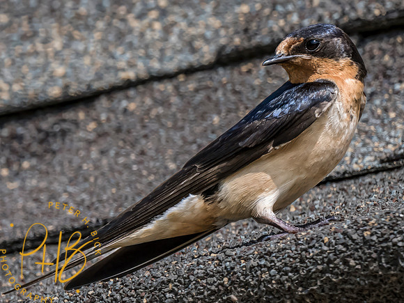 Indiana Birds and Wildlife 2023 8621-Edit
