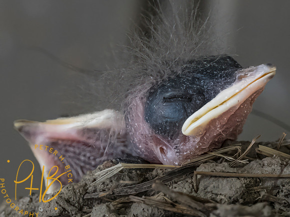 Indiana Birds and Wildlife 2023 8638-Edit