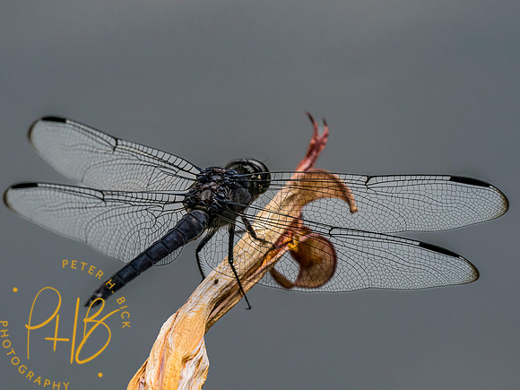 Indiana Birds and Wildlife 2023 8651-Edit