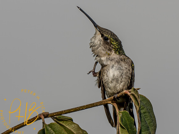 Indiana Birds and Wildlife 2023 8683-Edit