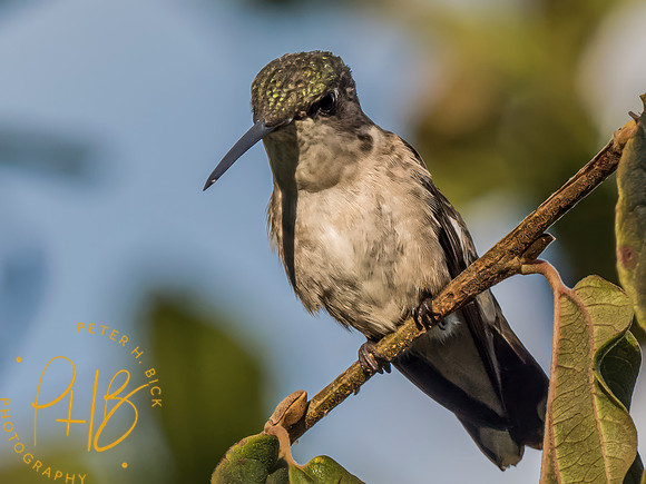 Indiana Birds and Wildlife 2023 8729-Edit