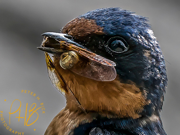 Indiana Birds and Wildlife 2023 8736-Edit