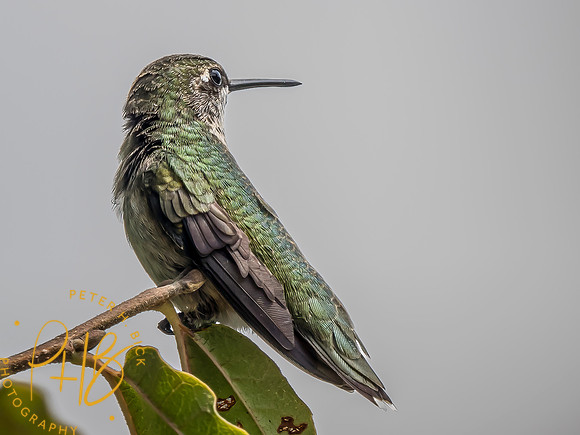 Indiana Birds and Wildlife 2023 8758-Edit