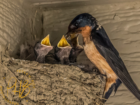 Indiana Birds and Wildlife 2023 8762-Edit
