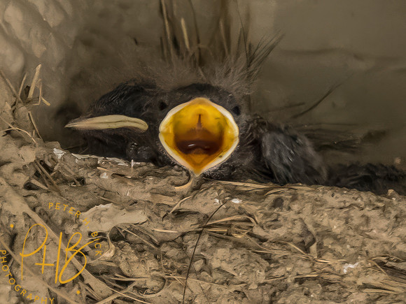 Indiana Birds and Wildlife 2023 8765-Edit