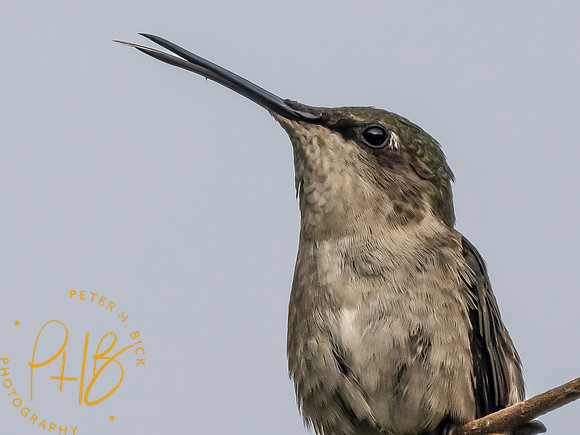 Indiana Birds and Wildlife 2023 8818-Edit