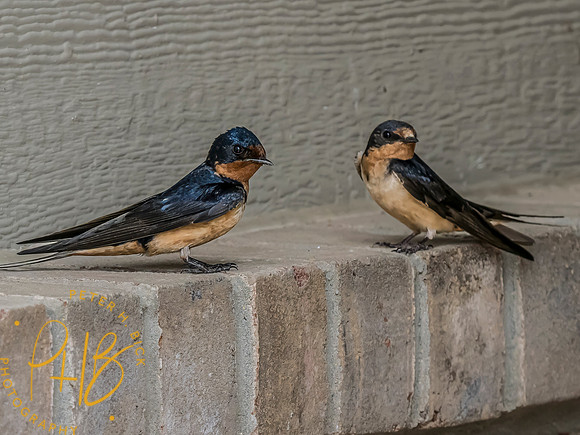 Indiana Birds and Wildlife 2023 8891-Edit