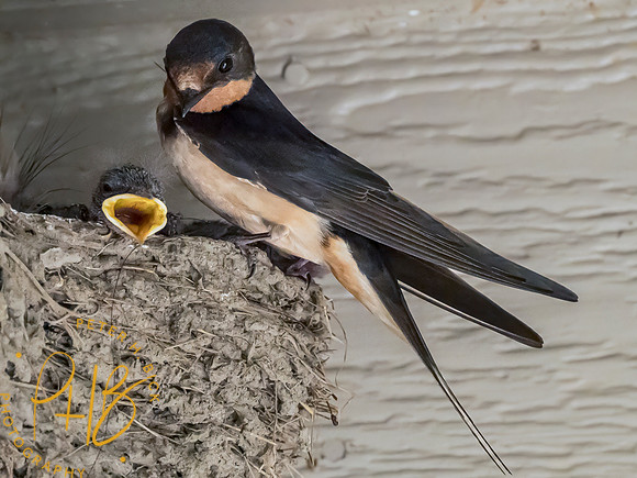 Indiana Birds and Wildlife 2023 8903-Edit