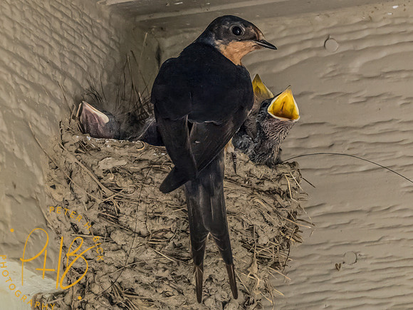 Indiana Birds and Wildlife 2023 8948-Edit