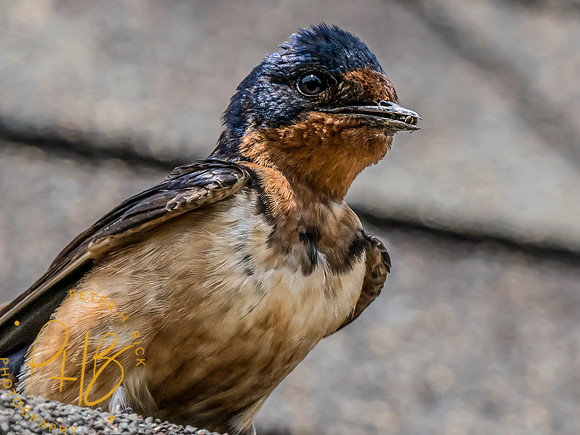 Indiana Birds and Wildlife 2023 8953-Edit