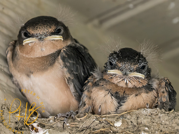 Indiana Birds and Wildlife 2023 9051-Edit