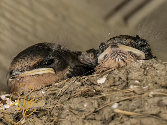 Indiana Birds and Wildlife 2023 9067-Edit