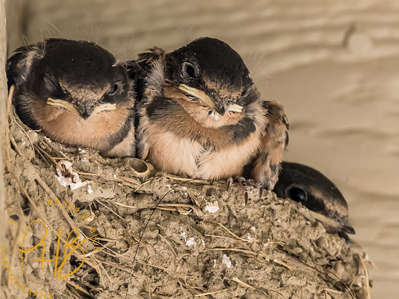 Indiana Birds and Wildlife 2023 9087-Edit