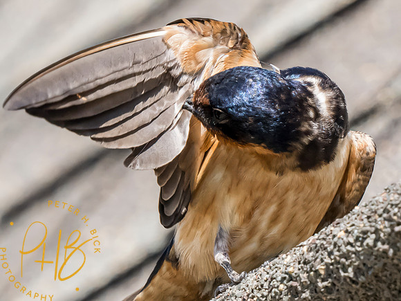 Indiana Birds and Wildlife 2023 9109-Edit